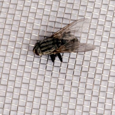 Fly Screening,Insect screening,Mosquito Screening,Window Screening